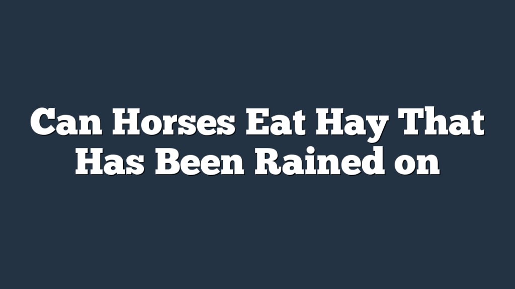 Can Horses Eat Hay That Has Been Rained on
