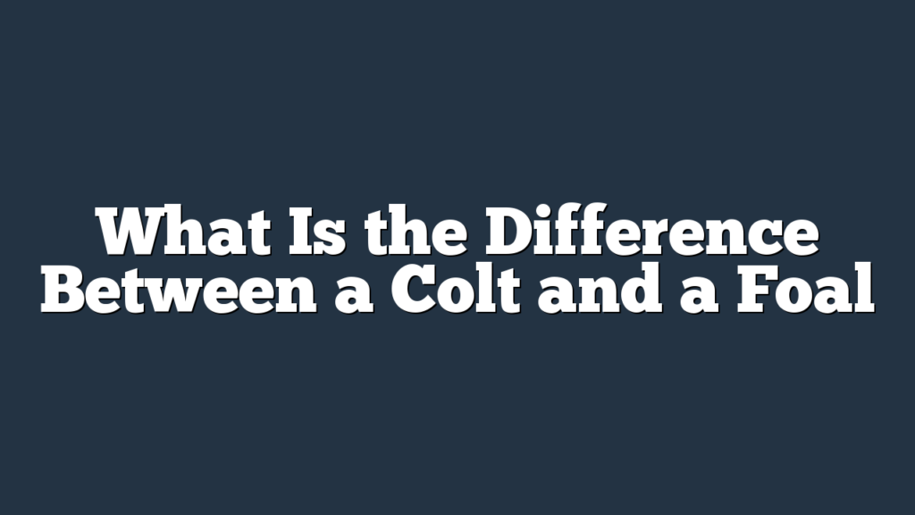 What Is the Difference Between a Colt and a Foal