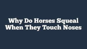 Why Do Horses Squeal When They Touch Noses